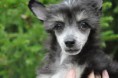 /album/fotogalleri-kelly-sookies-blossom-hill-skye/a10703999-862316343792378-1734425149476686389-n-jpg1/