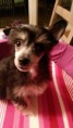 /album/fotogalleri-kelly-sookies-blossom-hill-skye/a20140928-002836-jpg/
