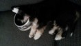 /album/fotogalleri-kelly-sookies-blossom-hill-skye/a20140928-155947-jpg/