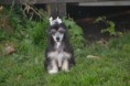 /album/fotogalleri-kelly-sookies-blossom-hill-skye/dsc-1680-jpg/