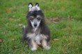 /album/fotogalleri-kelly-sookies-blossom-hill-skye/dsc-1696-jpg/