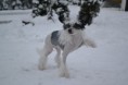/album/fotogalleri-ridgecrests-princess-bullet-proof-huldra/dsc-3042-jpg/