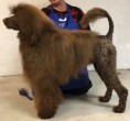 /album/fotogalleri-eventyrvannets-dobby-av-drommeland-dobby/a44044650-10156440510305549-7948001010344001536-n-jpg/